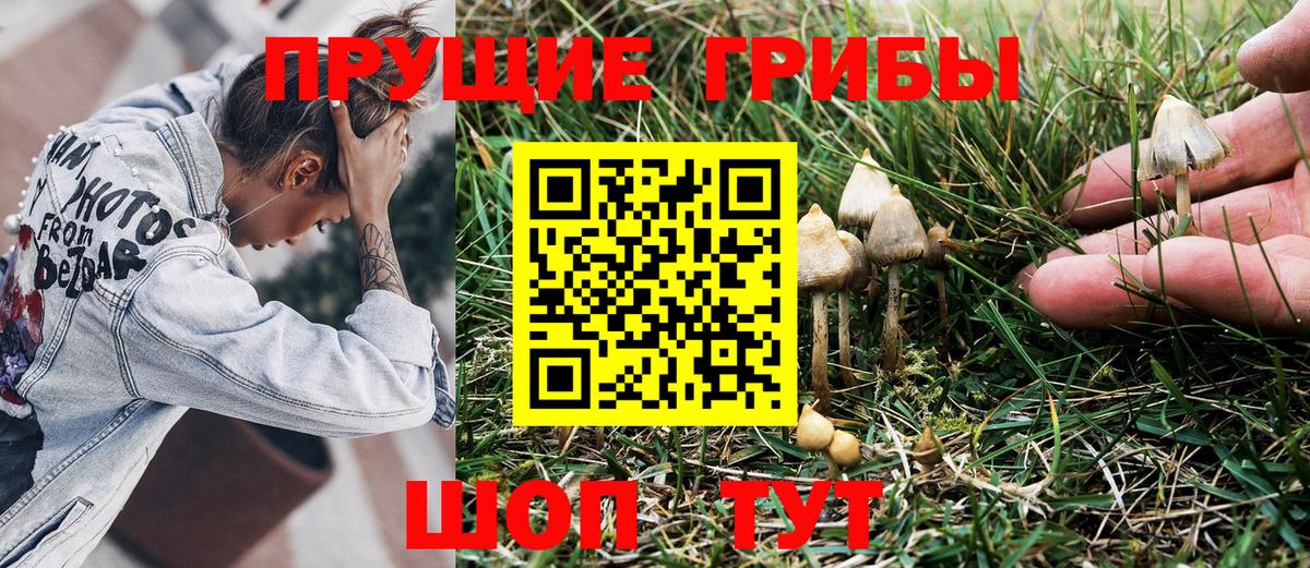 Галлюциногенные грибы Psilocybe  Вход с VPN  Энгельс 